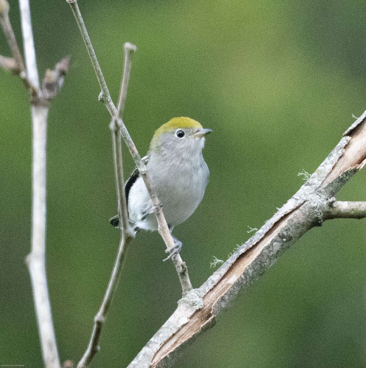 Chestnut-sided Warbler - ML609135002