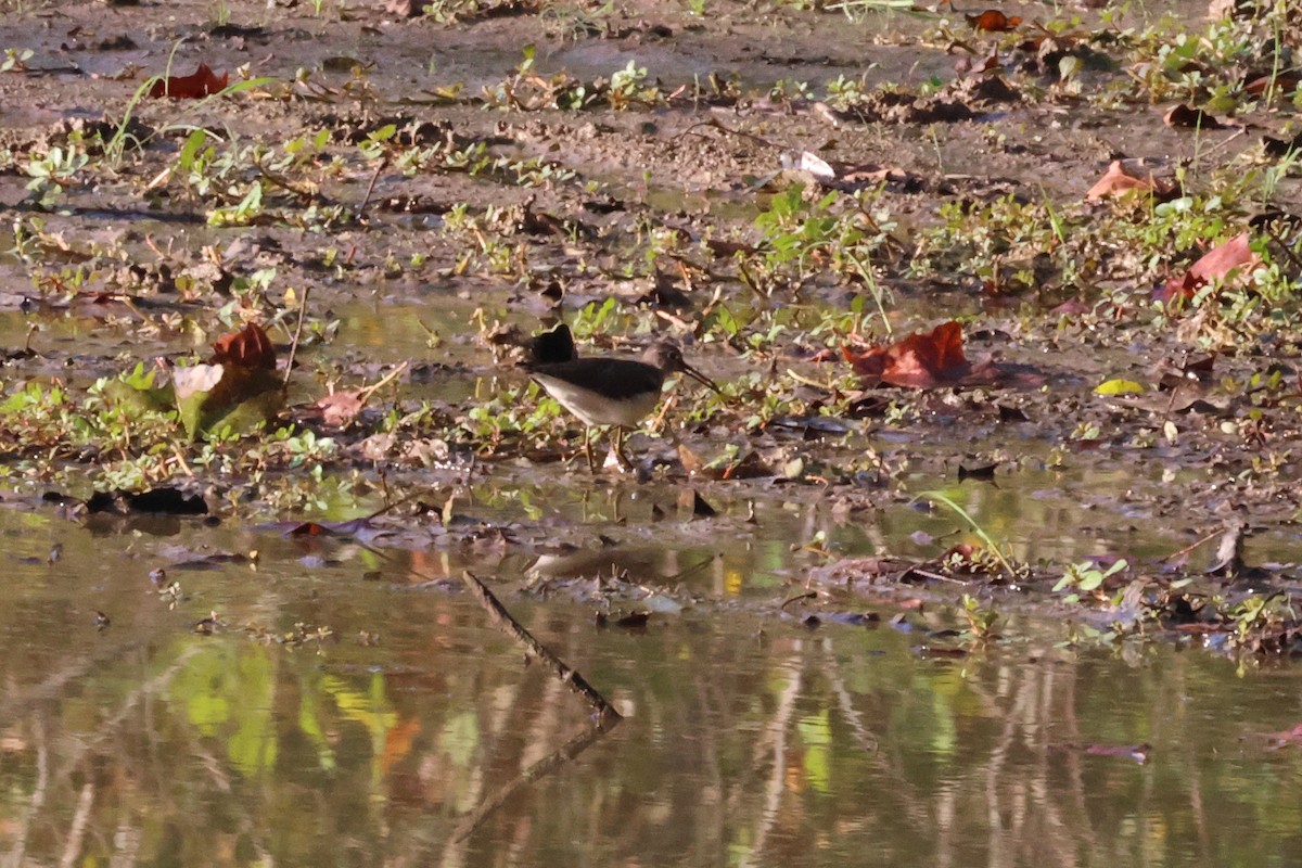 Solitary Sandpiper - ML609135004