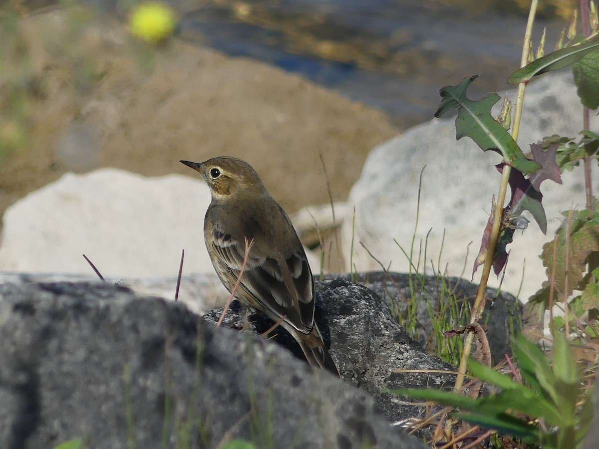 American Pipit - ML609135033
