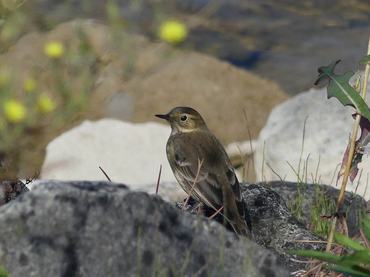 American Pipit - ML609135050