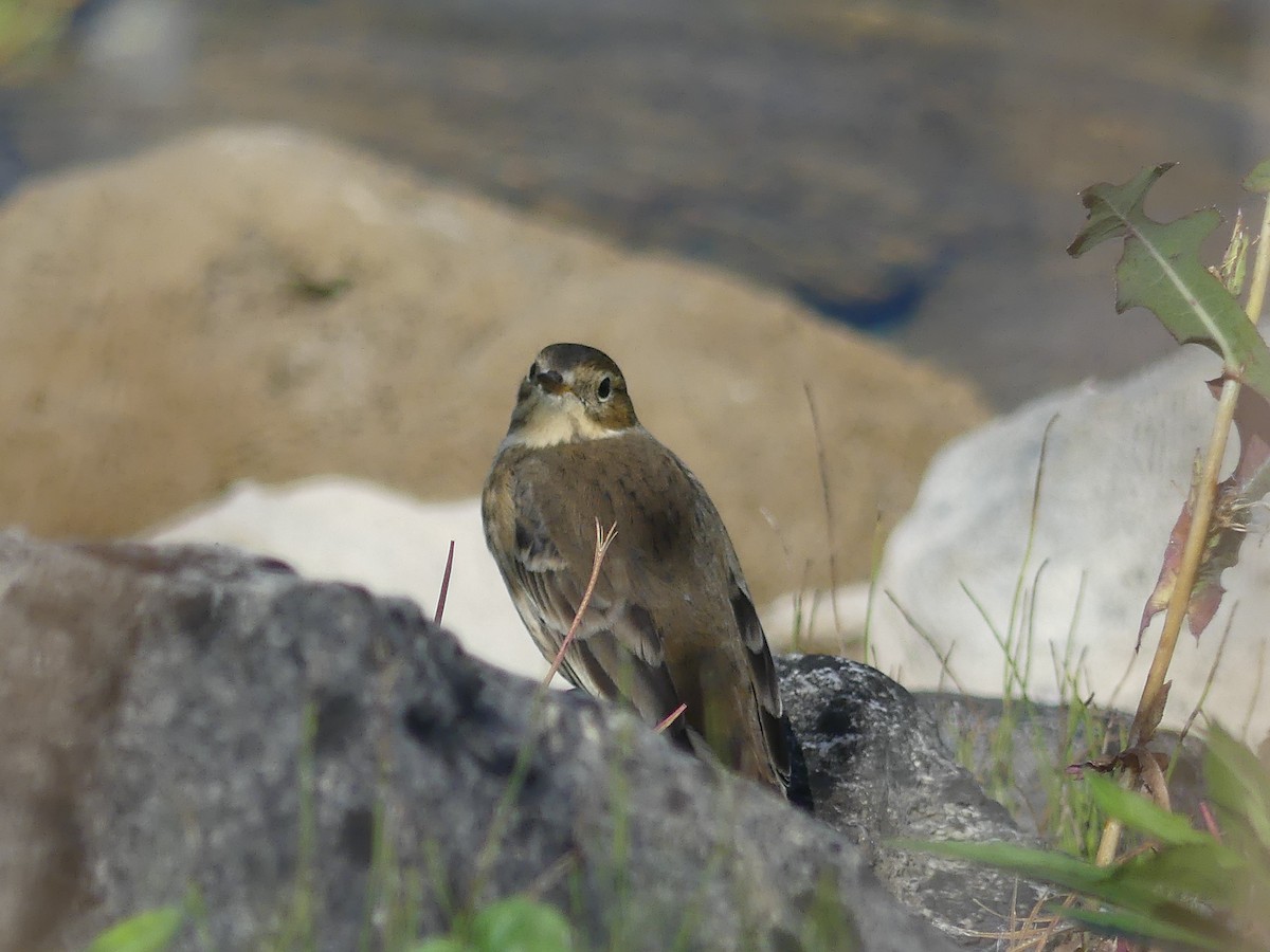 American Pipit - ML609135054