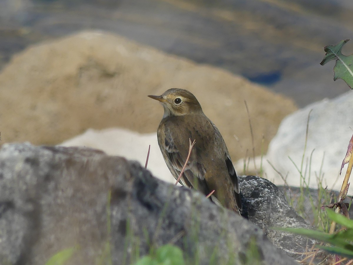 American Pipit - ML609135063