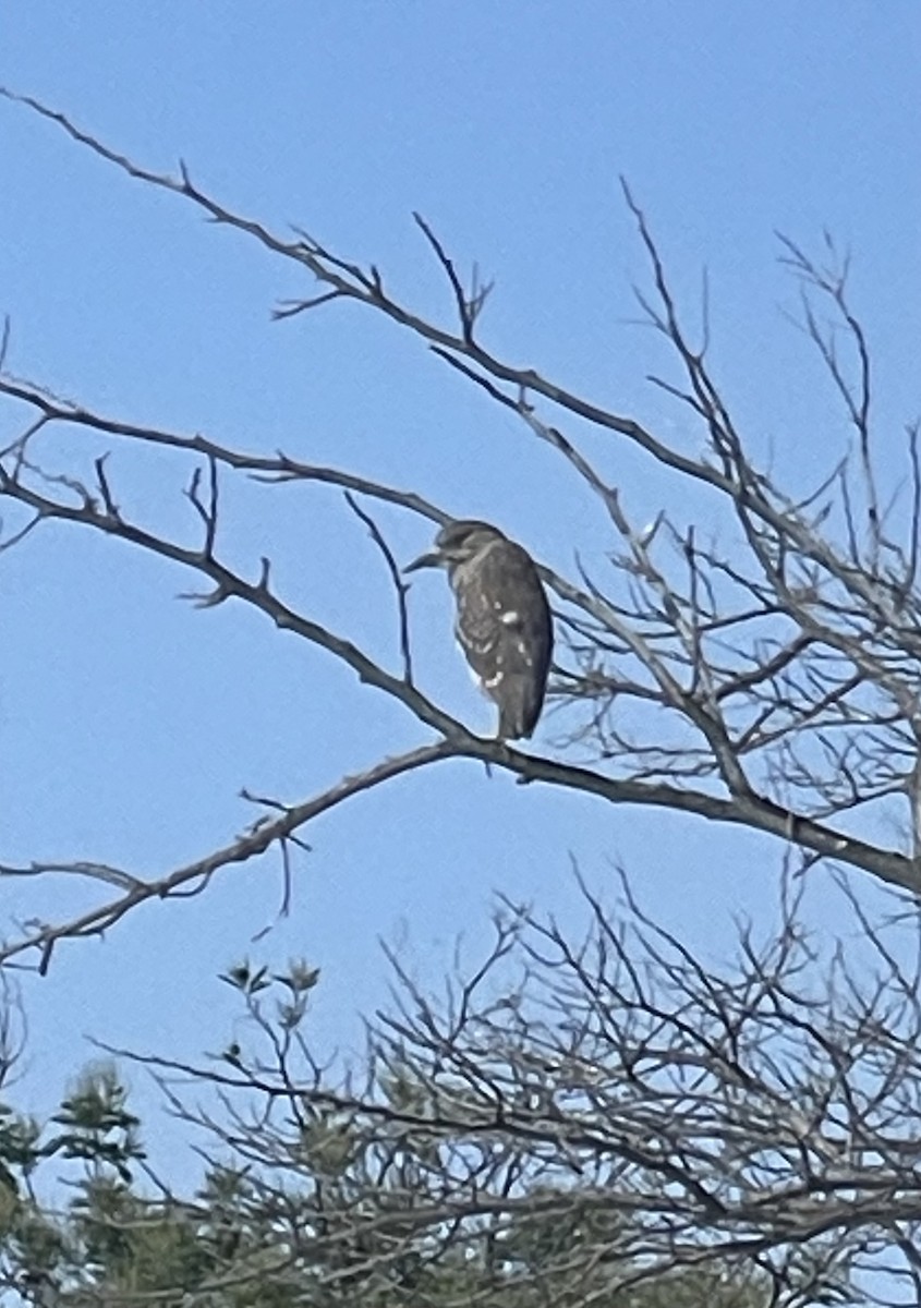 Black-crowned Night Heron - ML609135368