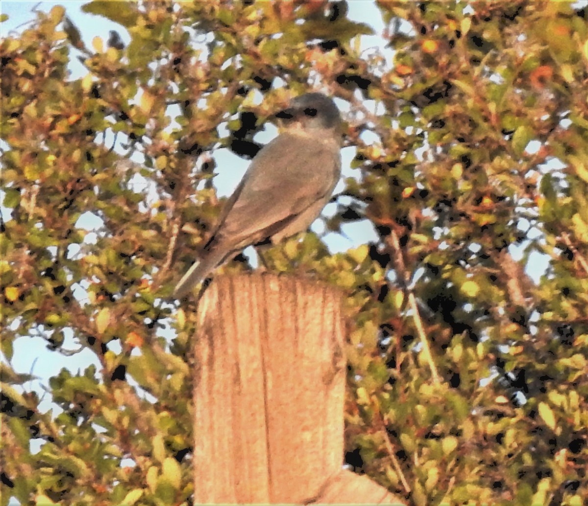 Pinyon Jay - ML609135376