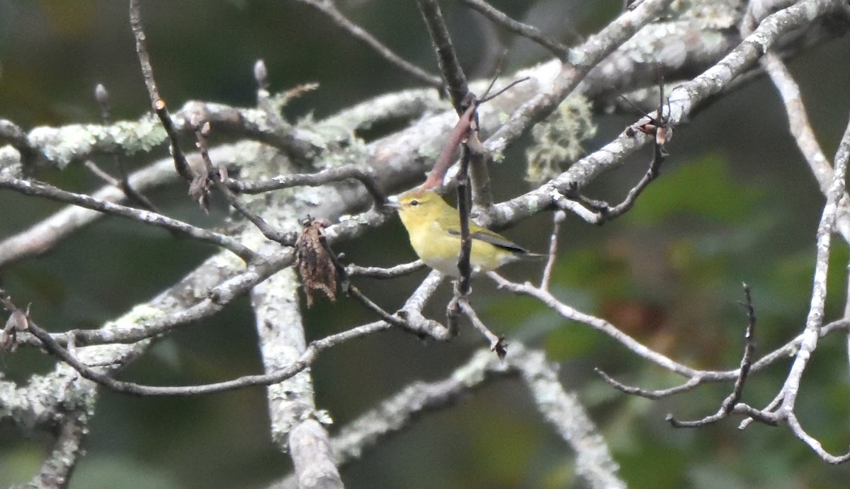 Tennessee Warbler - Richard Snow