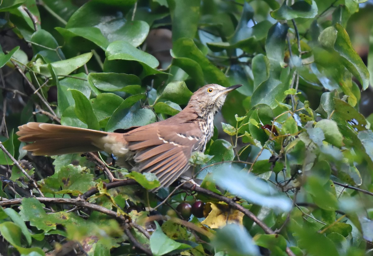 Brown Thrasher - ML609135493