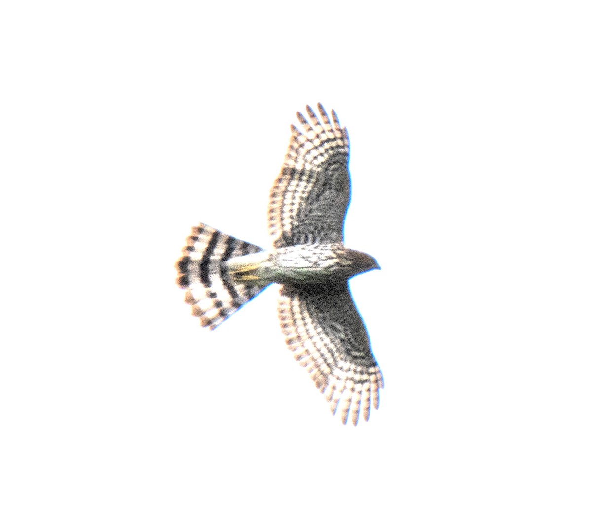 Cooper's Hawk - ML609135501