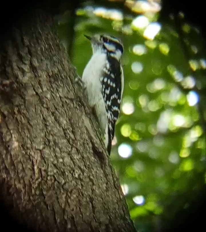 Downy Woodpecker - Laurent Pascual-Le Tallec