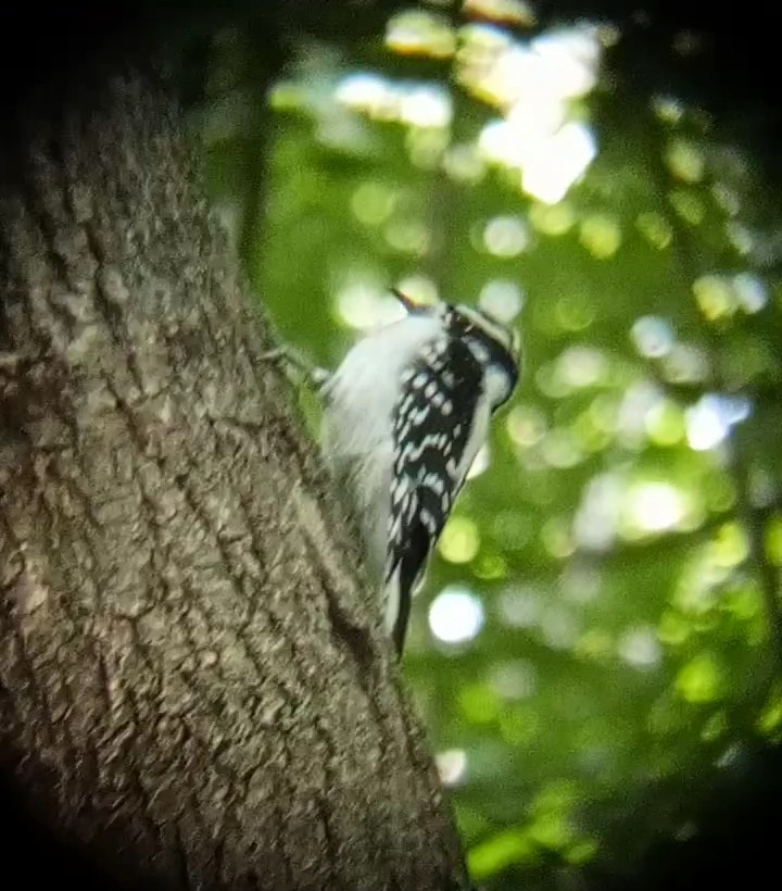 Downy Woodpecker - Laurent Pascual-Le Tallec