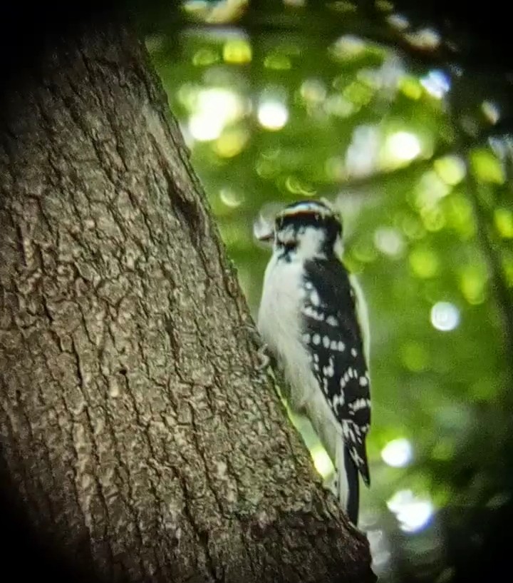 Downy Woodpecker - Laurent Pascual-Le Tallec