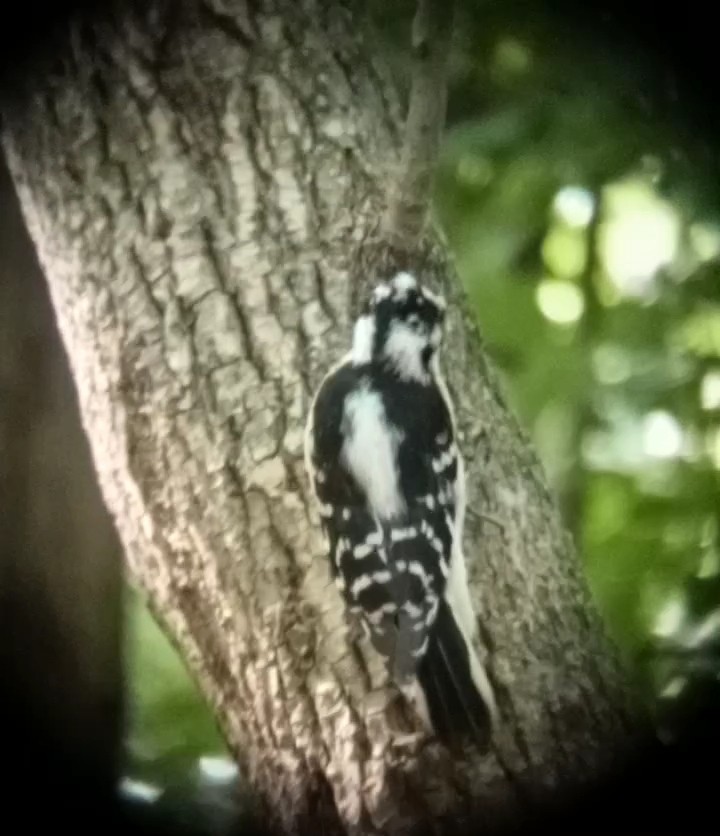 Downy Woodpecker - Laurent Pascual-Le Tallec