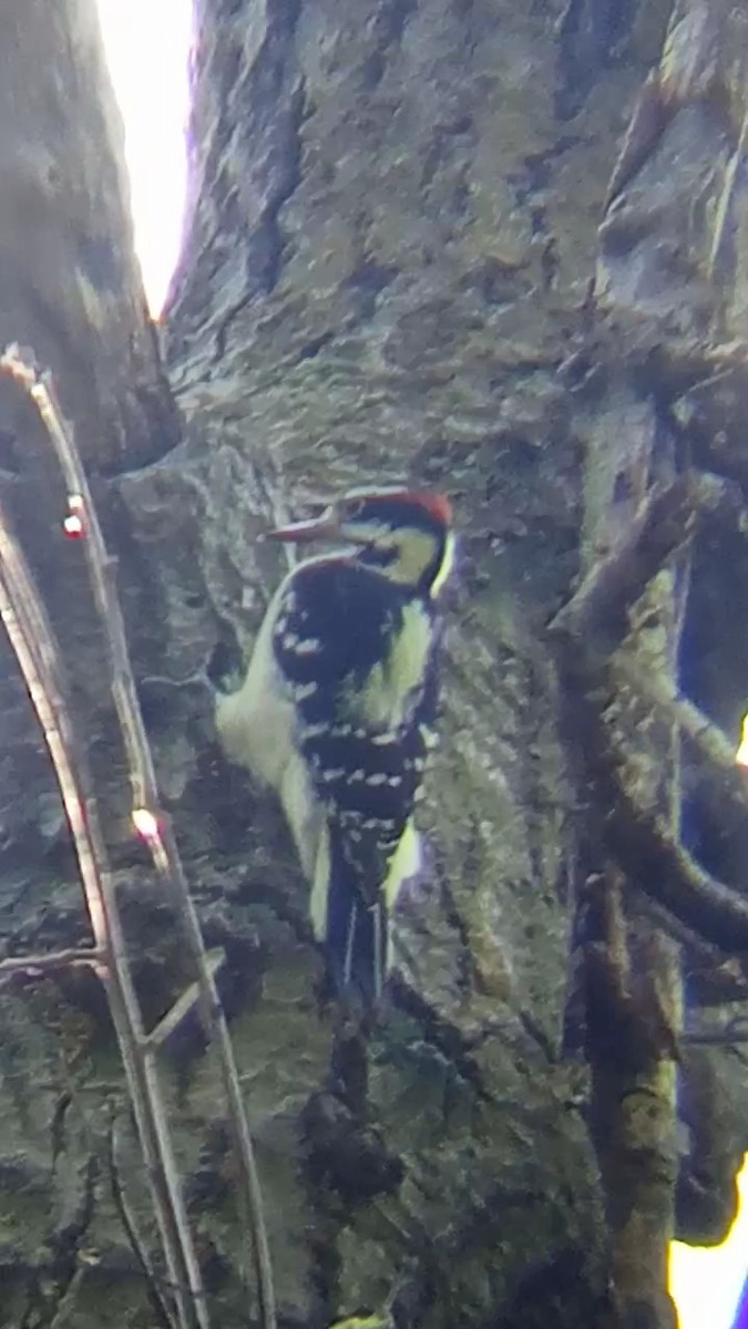 Hairy Woodpecker - Laurent Pascual-Le Tallec