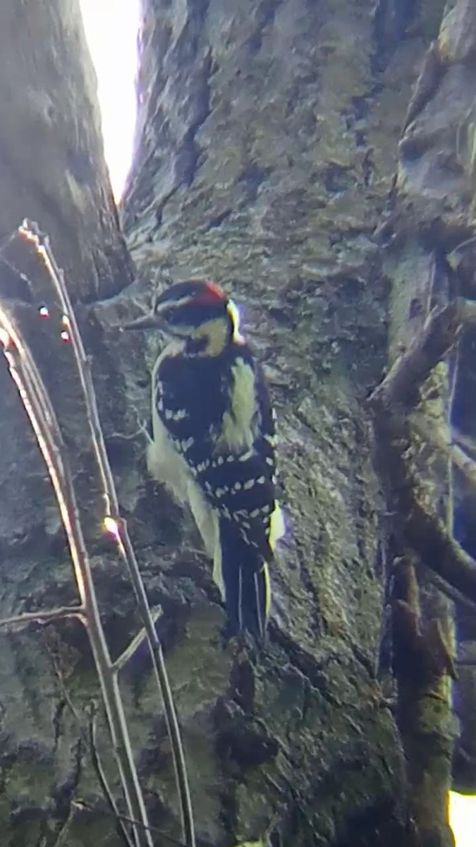 Hairy Woodpecker - Laurent Pascual-Le Tallec