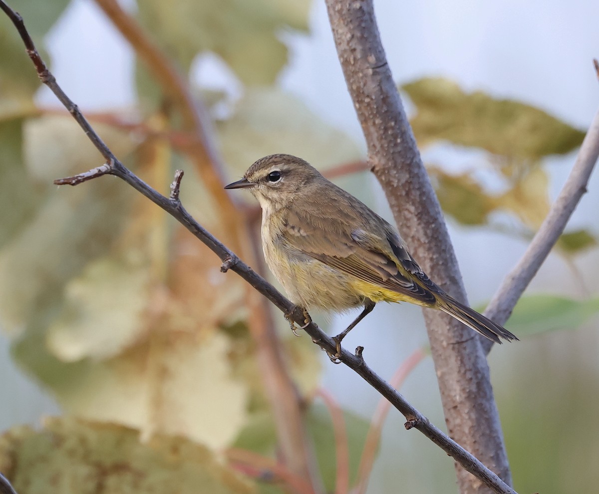 Palm Warbler - Phil Mozel