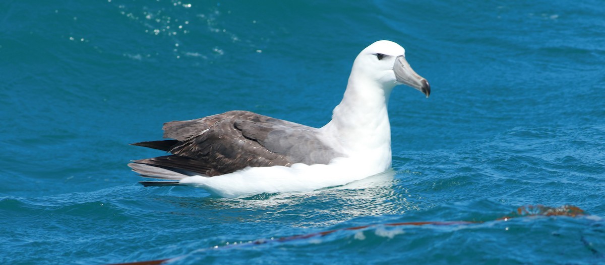 White-capped Albatross - Thad Roller