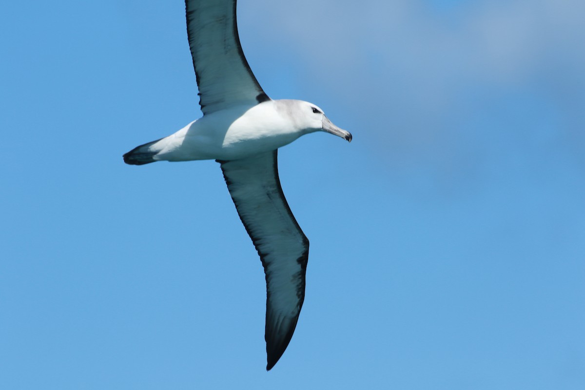 White-capped Albatross - ML609135582