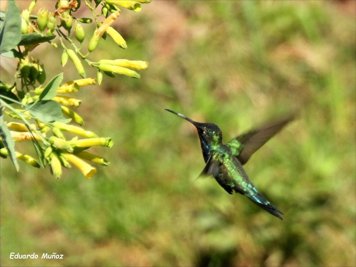 kolibřík cerradový - ML609135592