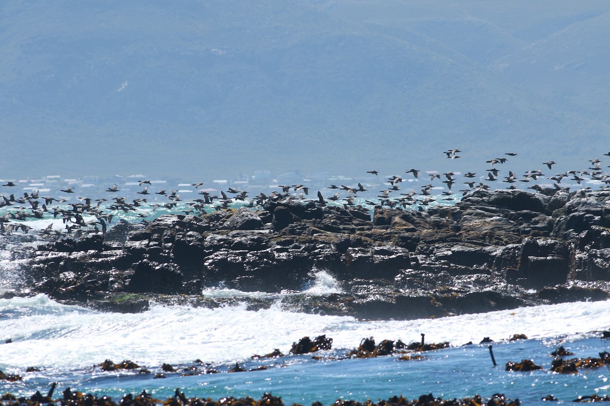 Cape Cormorant - ML609135593