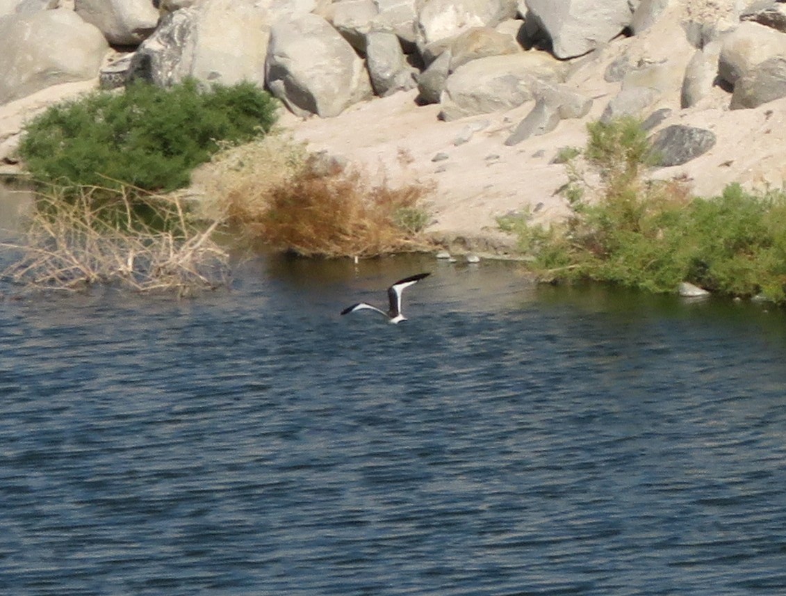 Mouette de Sabine - ML609135945