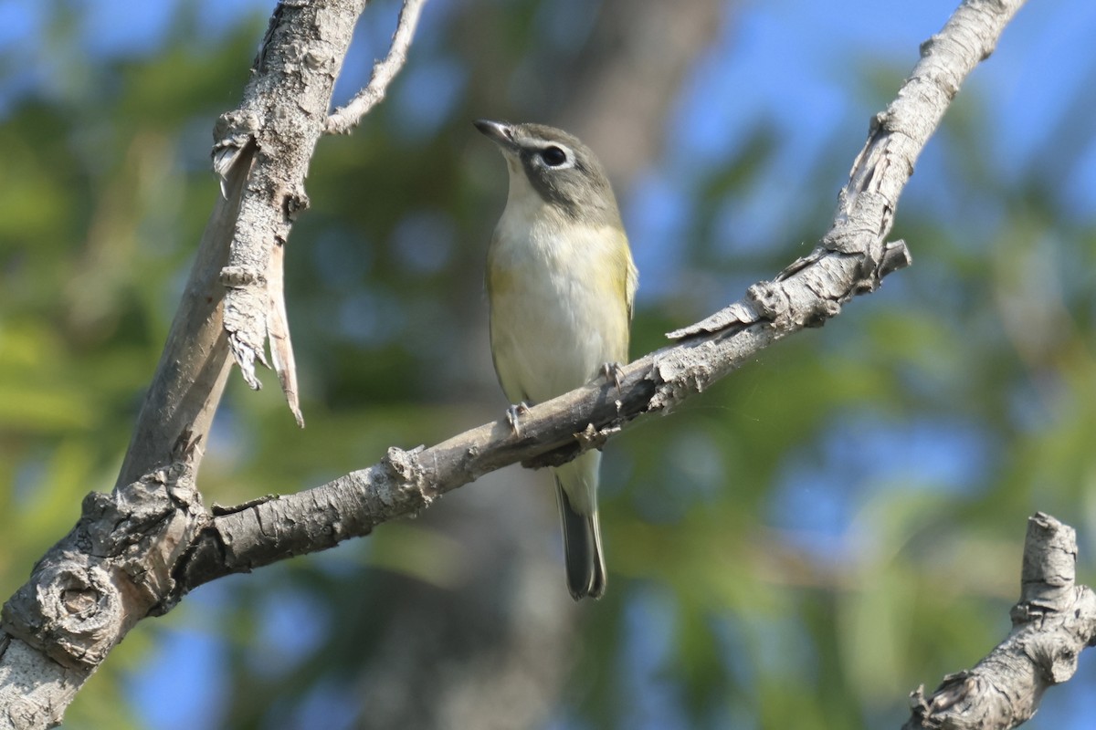 Mavi Başlı Vireo - ML609135954