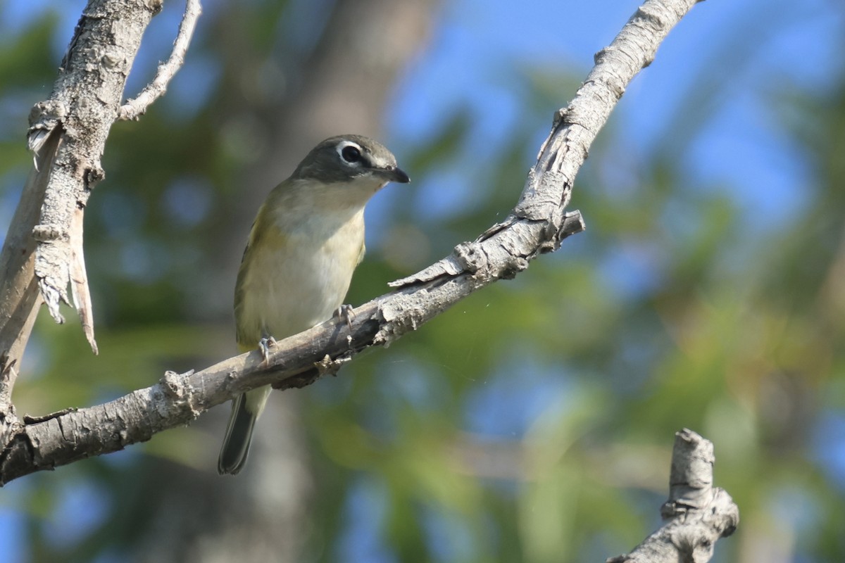 Mavi Başlı Vireo - ML609135956