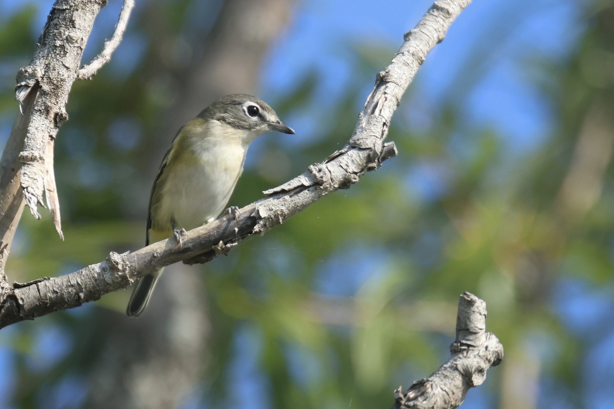 Mavi Başlı Vireo - ML609135957