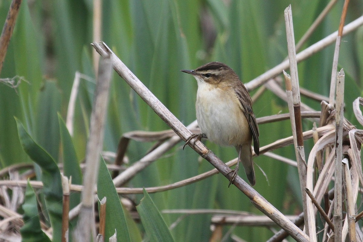 Sedge Warbler - ML609136003