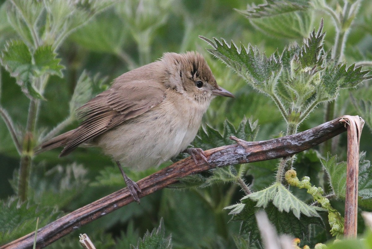 Garden Warbler - ML609136043