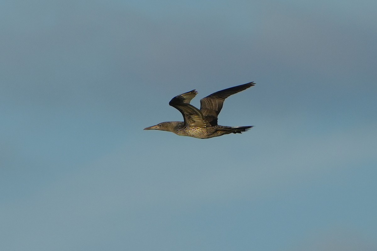 Northern Gannet - ML609136089