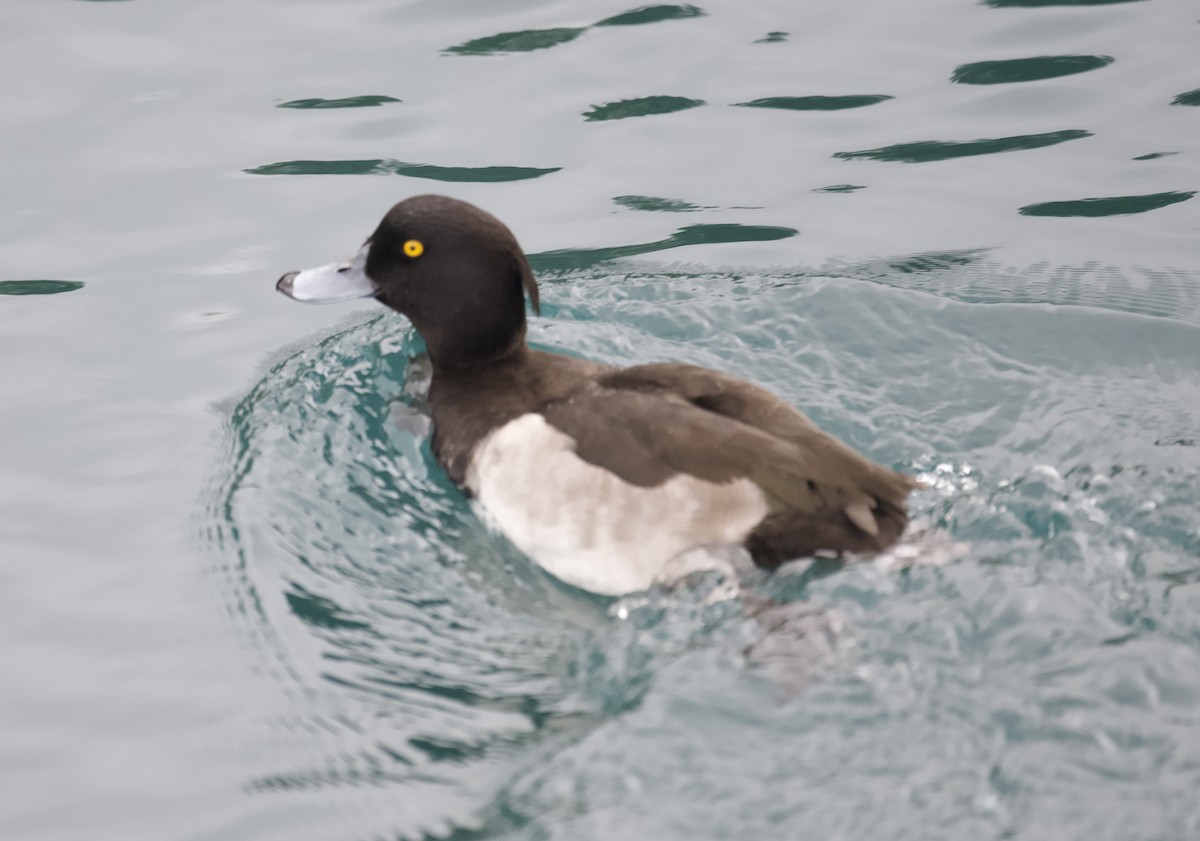 Tufted Duck - ML609136096