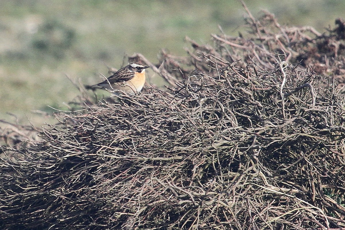 Braunkehlchen - ML609136141