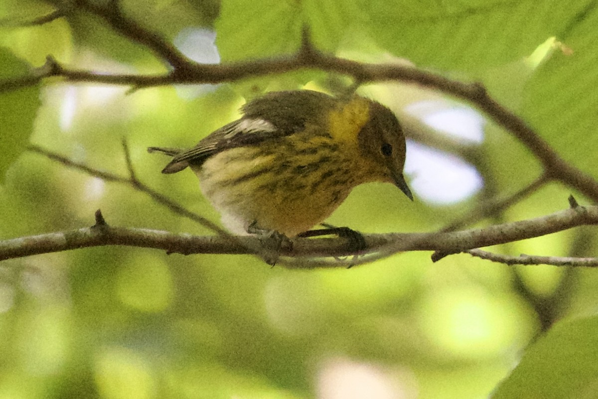Cape May Warbler - ML609136279