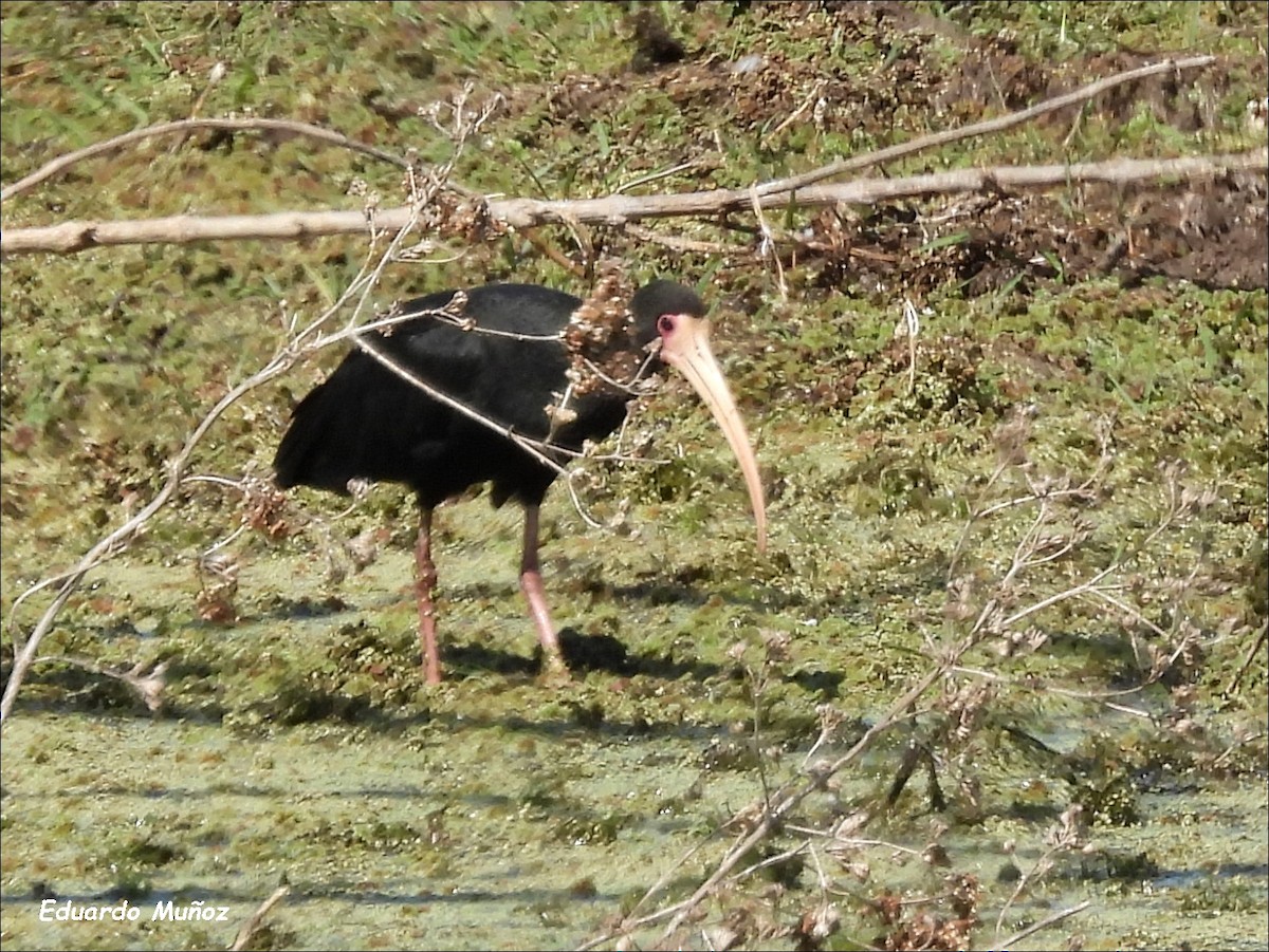 Bare-faced Ibis - ML609136431