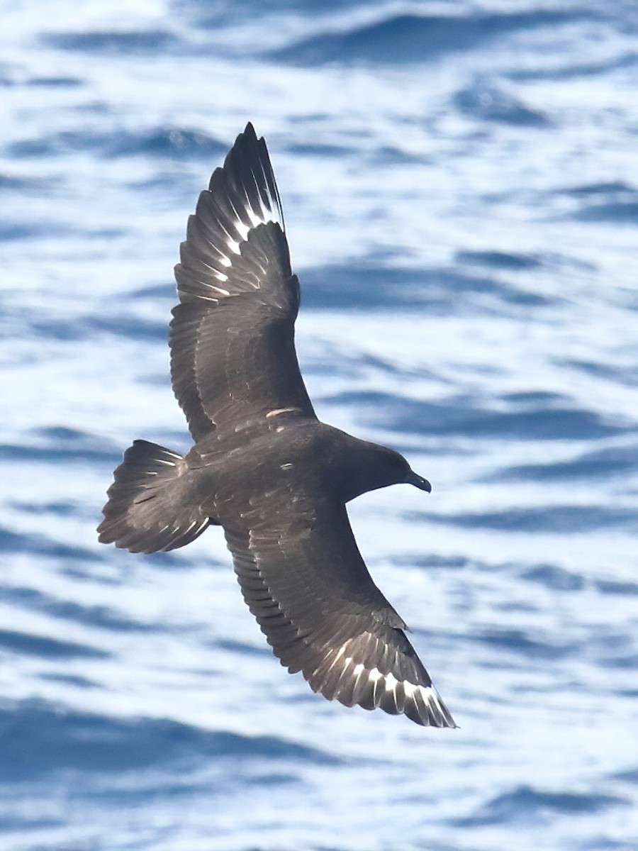 South Polar Skua - Gonzalo Pardo