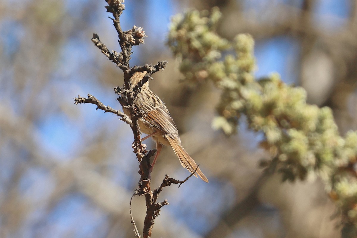 Wailing Cisticola (Wailing) - ML609136559