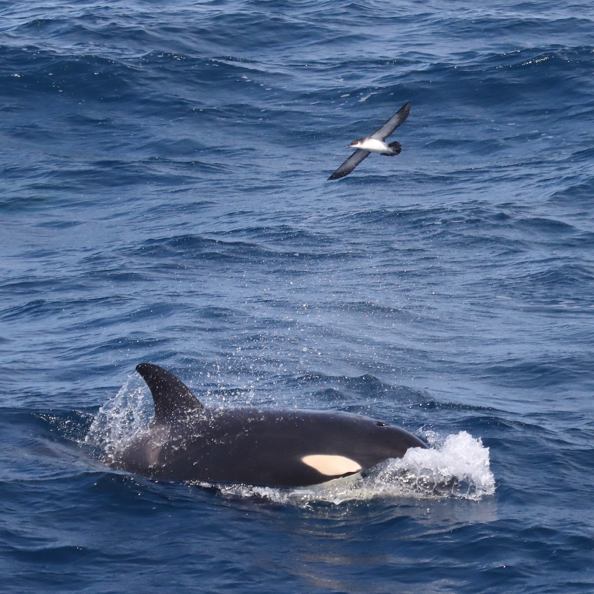 Manx Shearwater - ML609136681