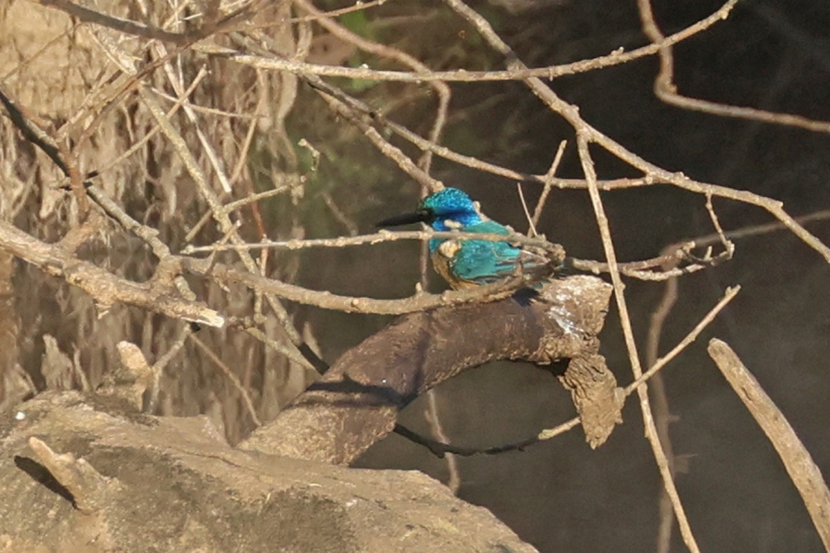 Half-collared Kingfisher - Charley Hesse TROPICAL BIRDING