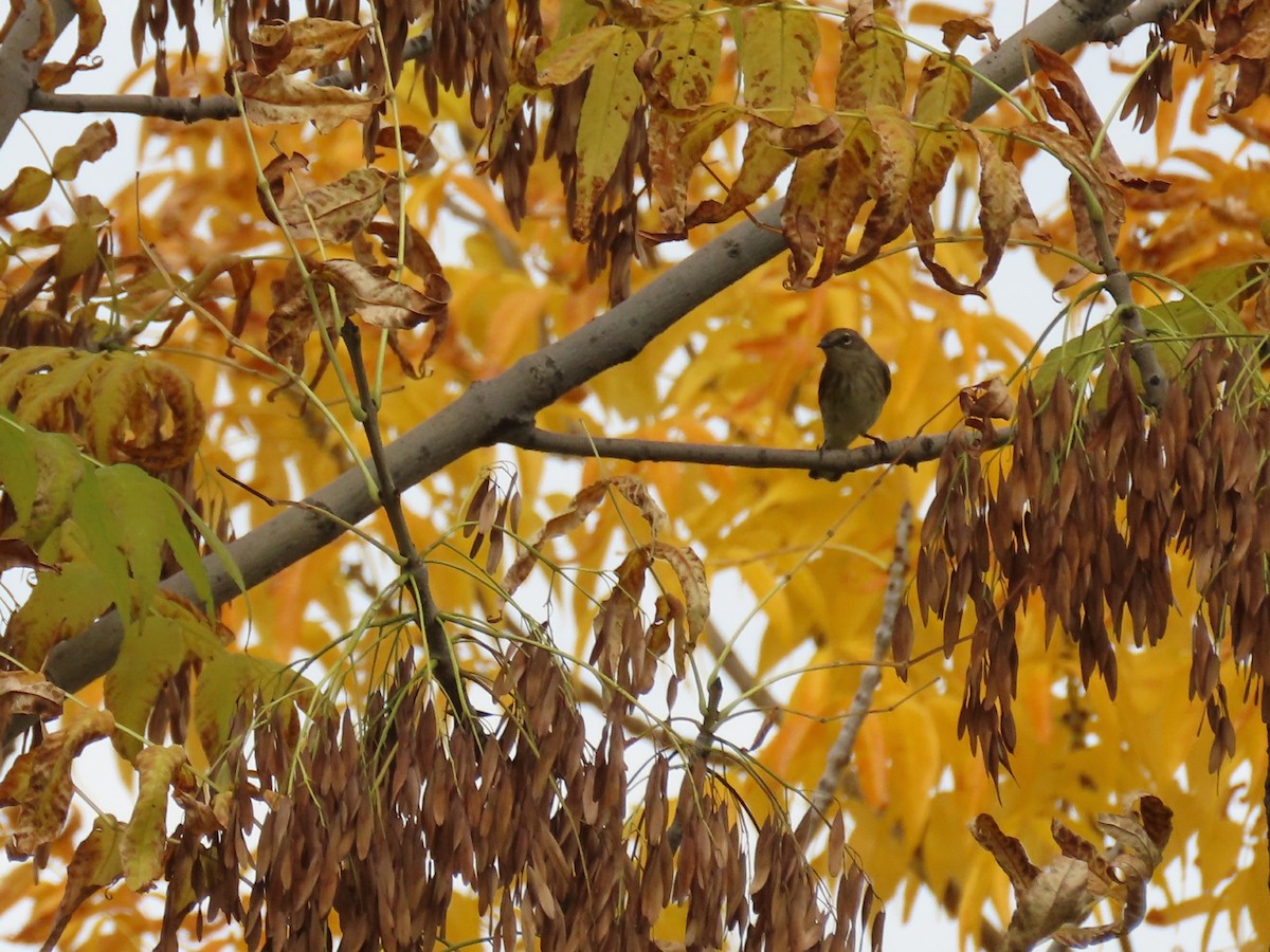 Yellow-rumped Warbler - ML609136687