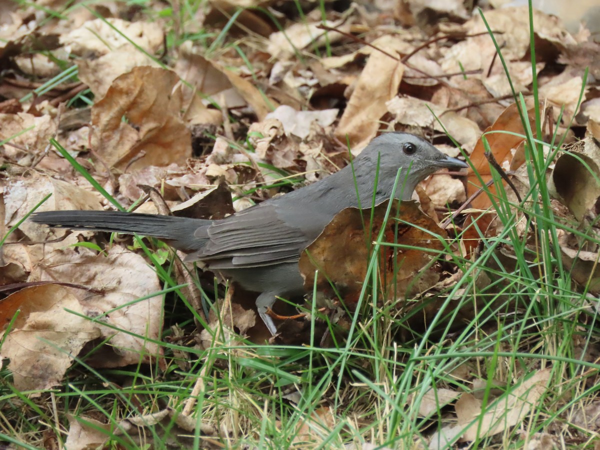 Pájaro Gato Gris - ML609136743