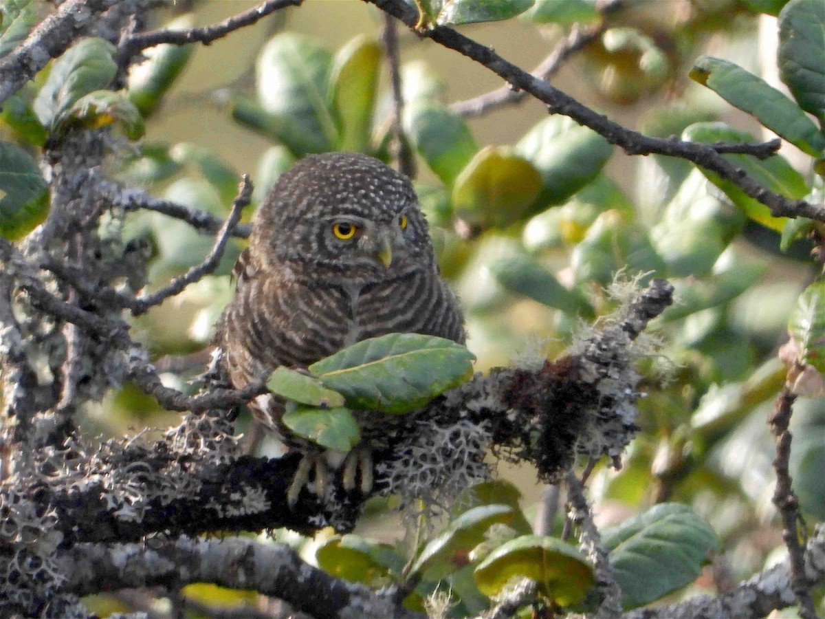 Collared Owlet - ML609136776