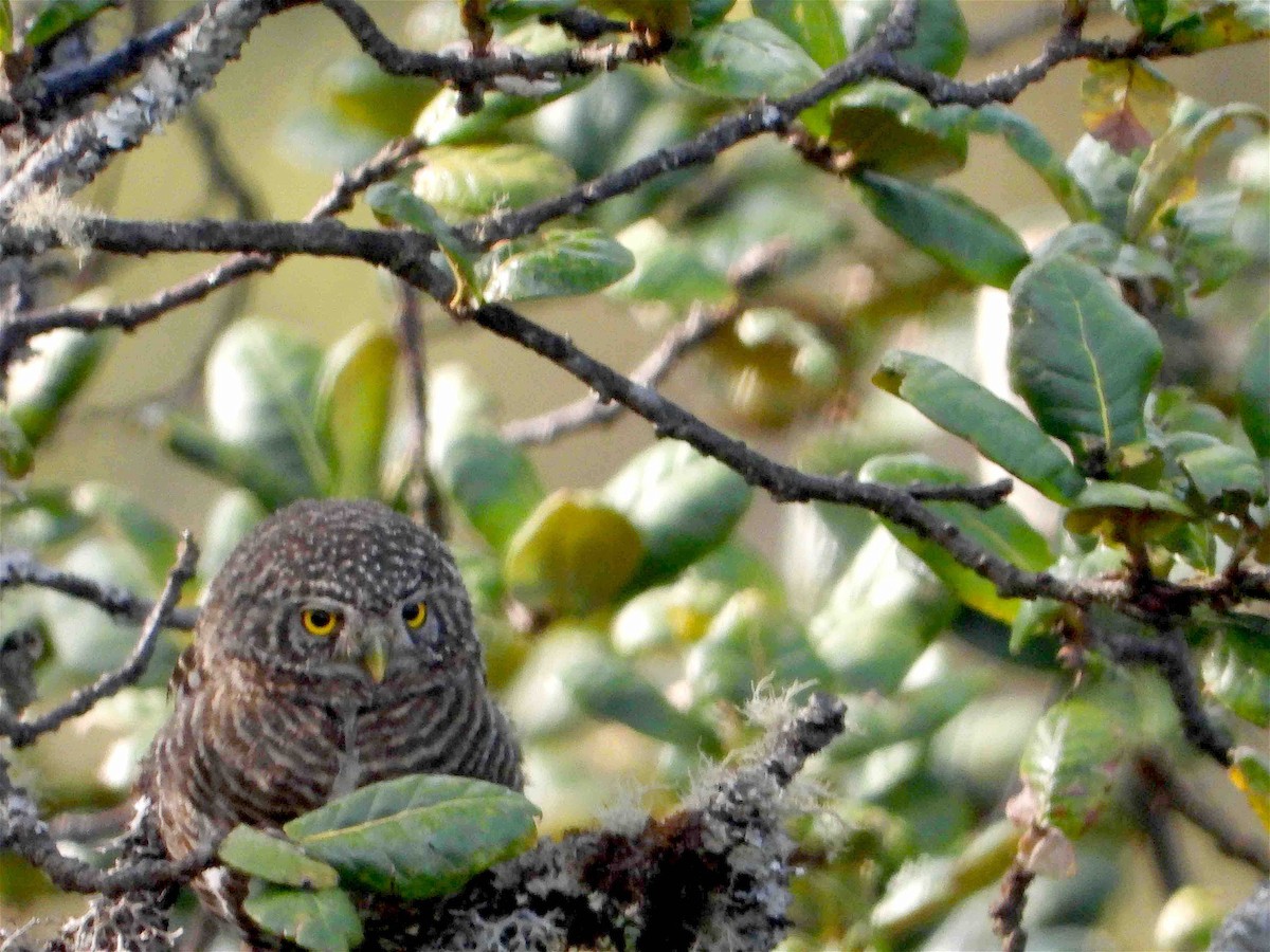 Collared Owlet - ML609136777