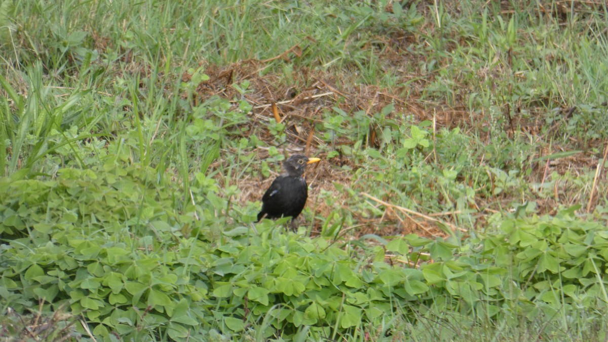 Eurasian Blackbird - ML609136785