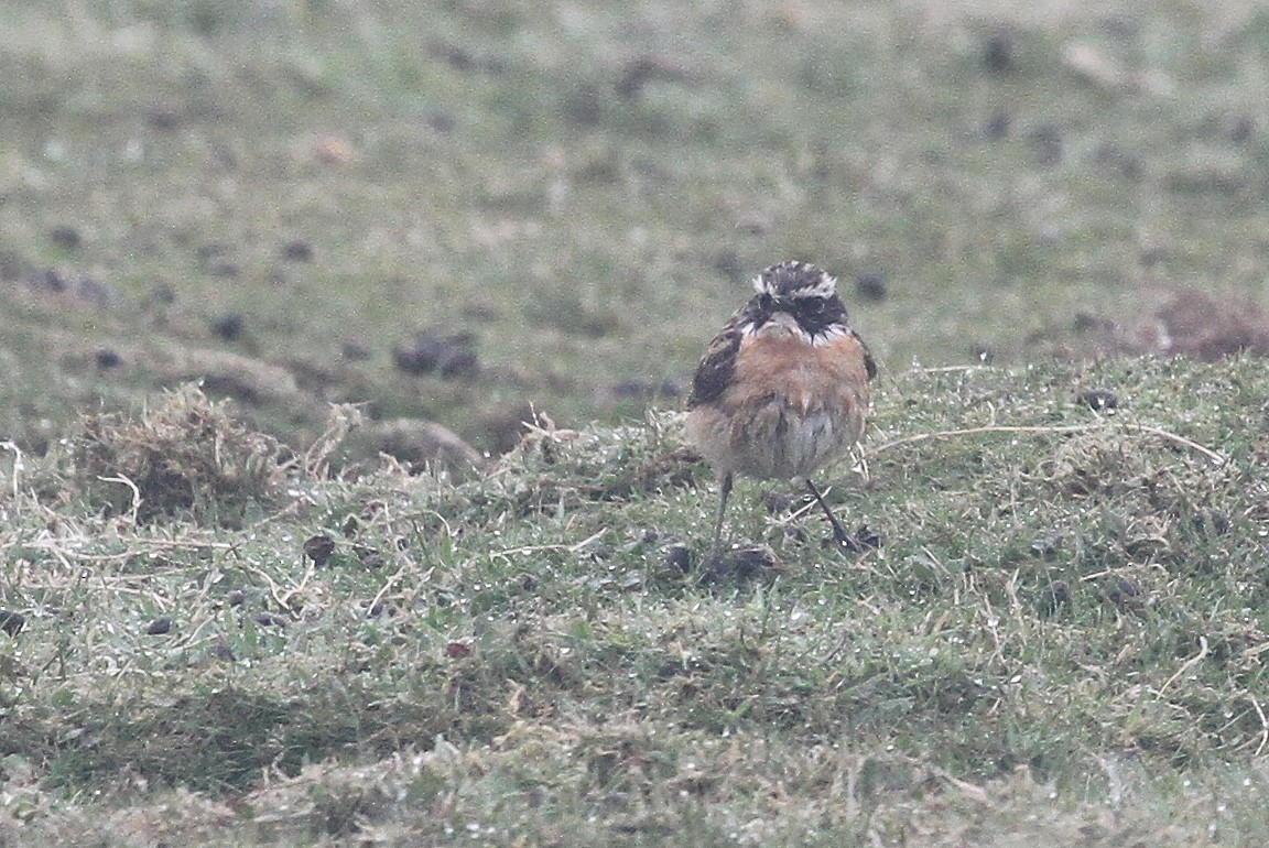 Whinchat - ML609136807