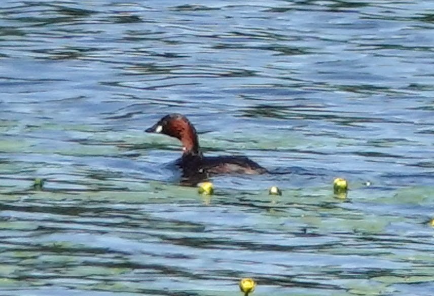 Little Grebe - Celeste Echlin