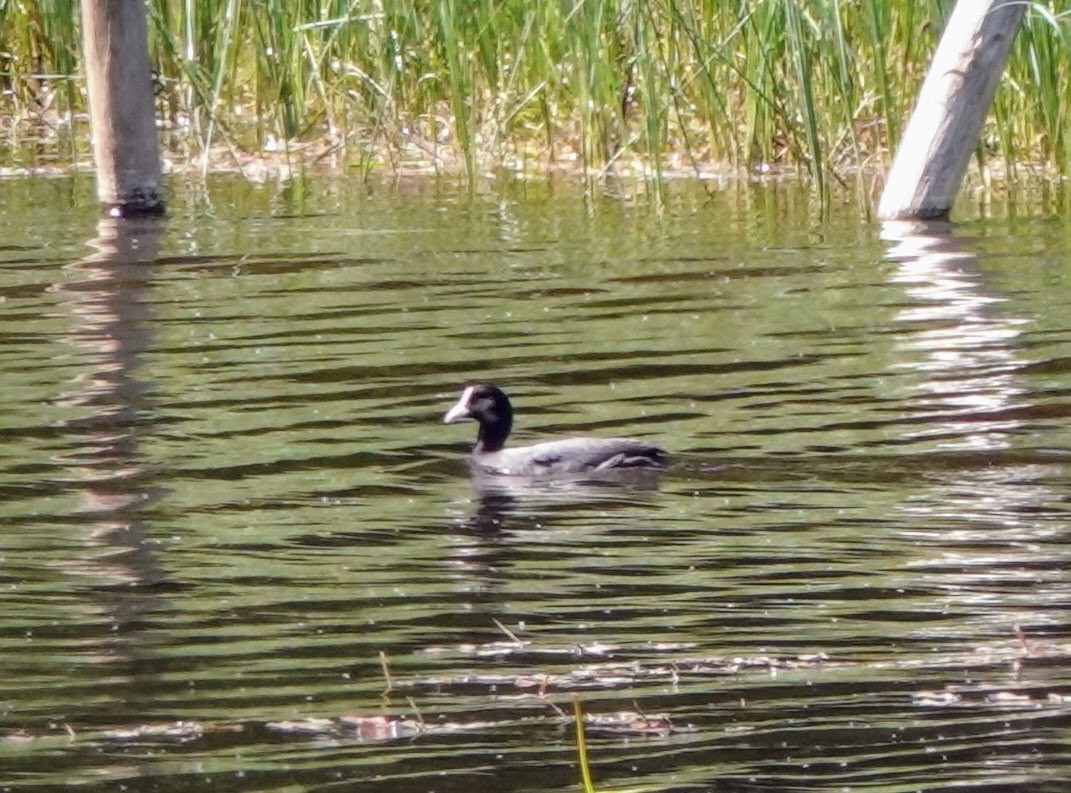 Eurasian Coot - ML609136834