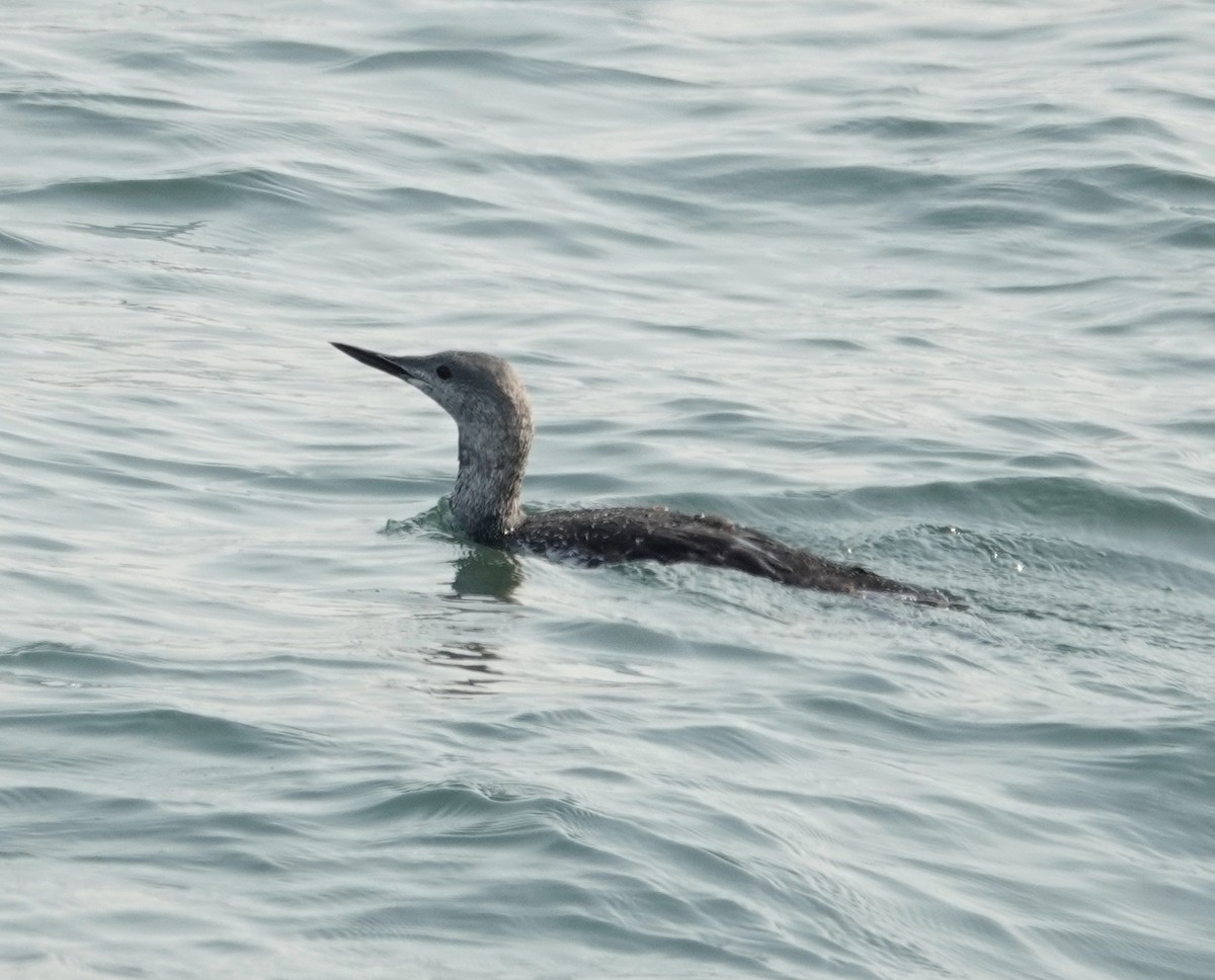 Red-throated Loon - ML609136853