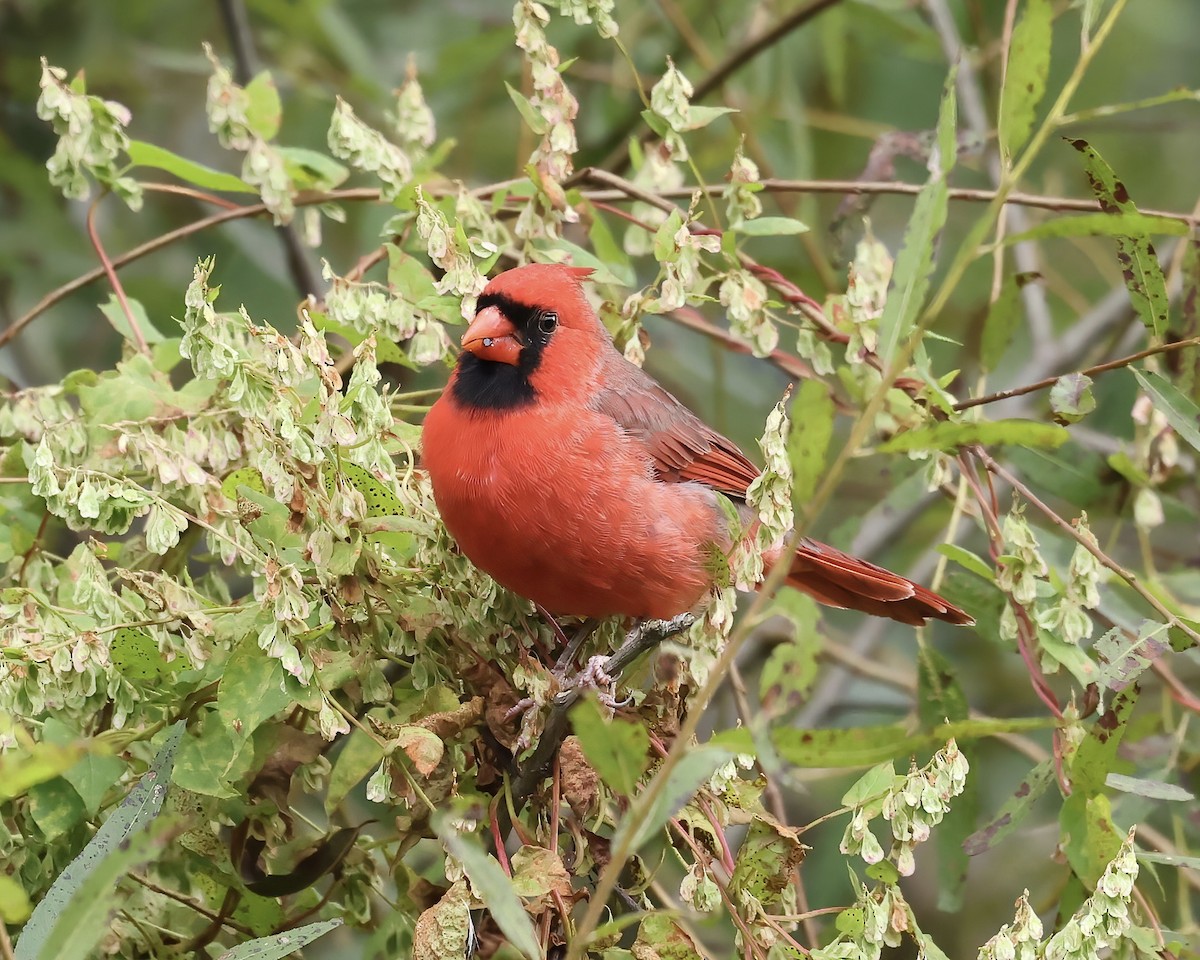 Cardinal rouge - ML609136887