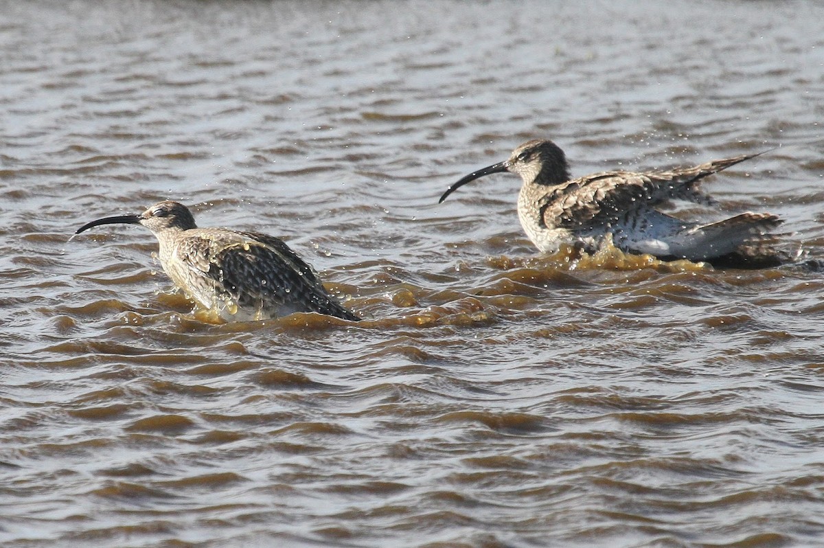 Whimbrel - ML609136899