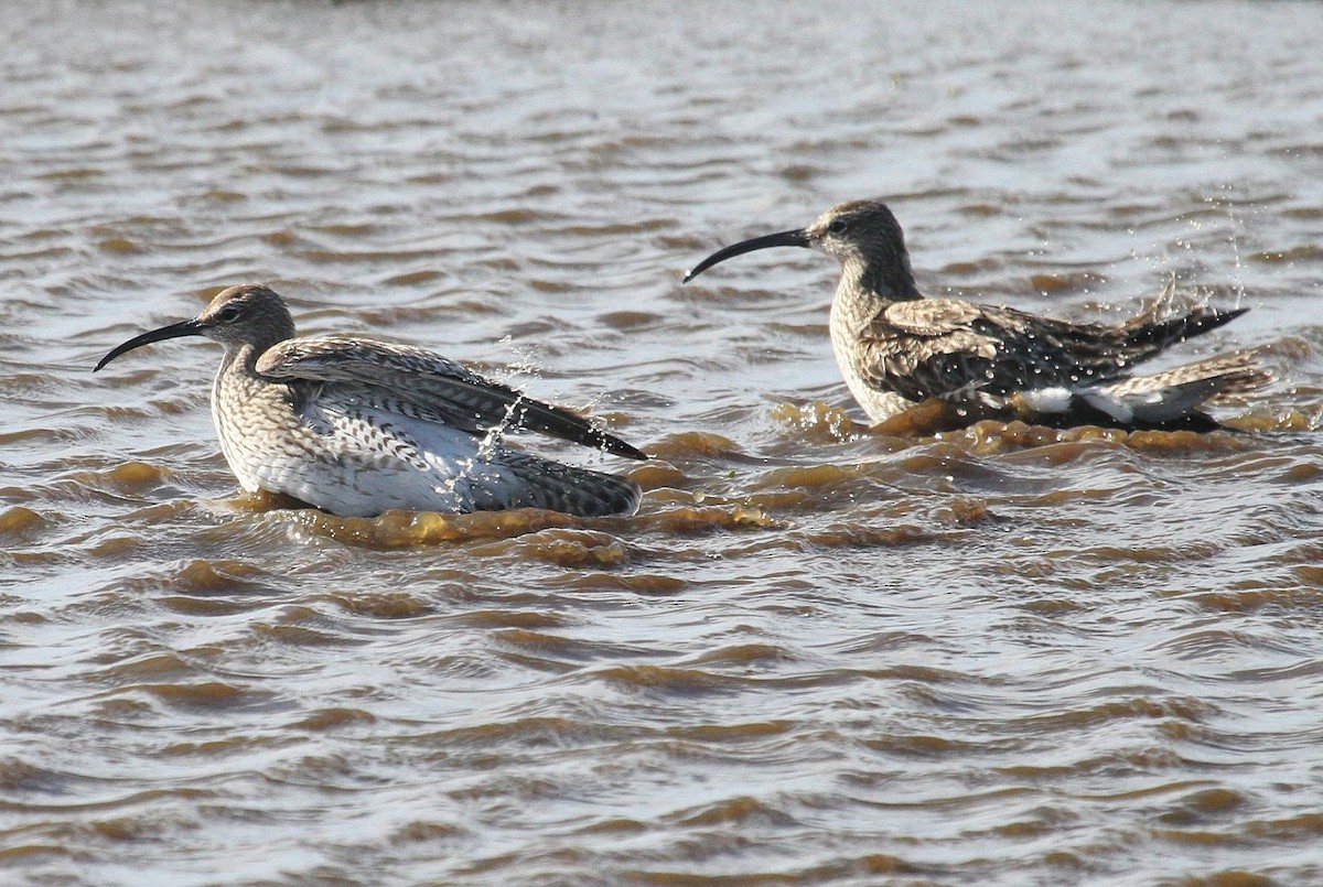 Whimbrel - ML609136900