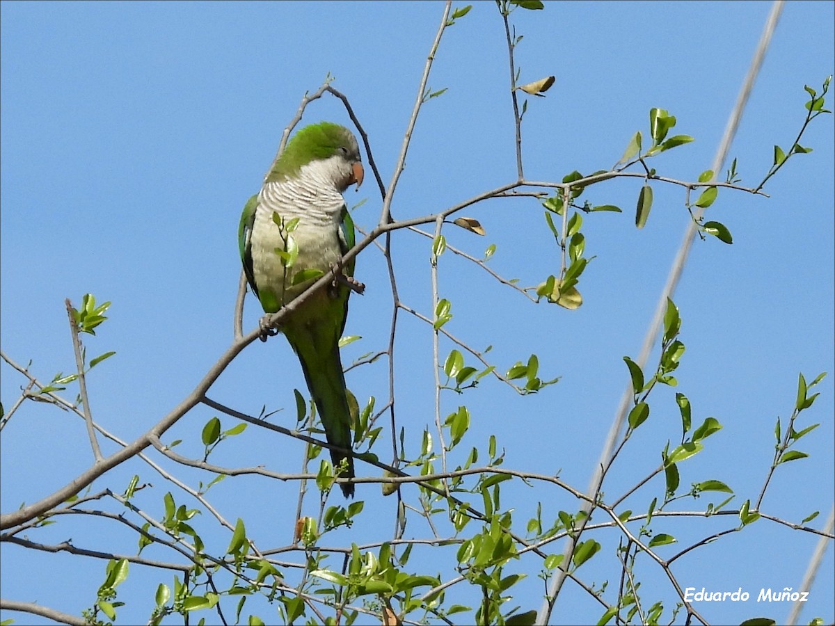 Monk Parakeet - ML609136973